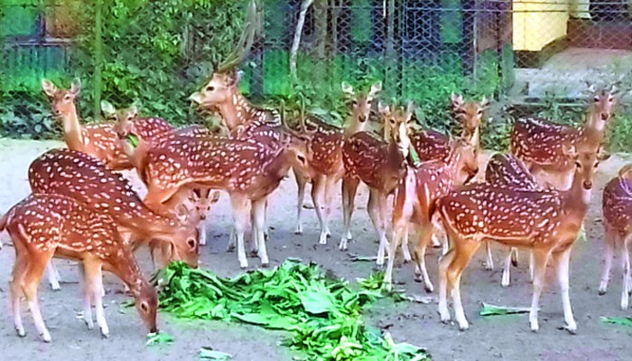 ঢাকা চিড়িয়াখানা থেকে বগুড়া যাত্রা পথে চার হরিণের মৃত্যু