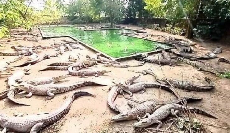 বিক্রি হয়ে গেল ময়মনসিংহ জেলা ত্রিশালের আলোচিত সেই কুমির খামার