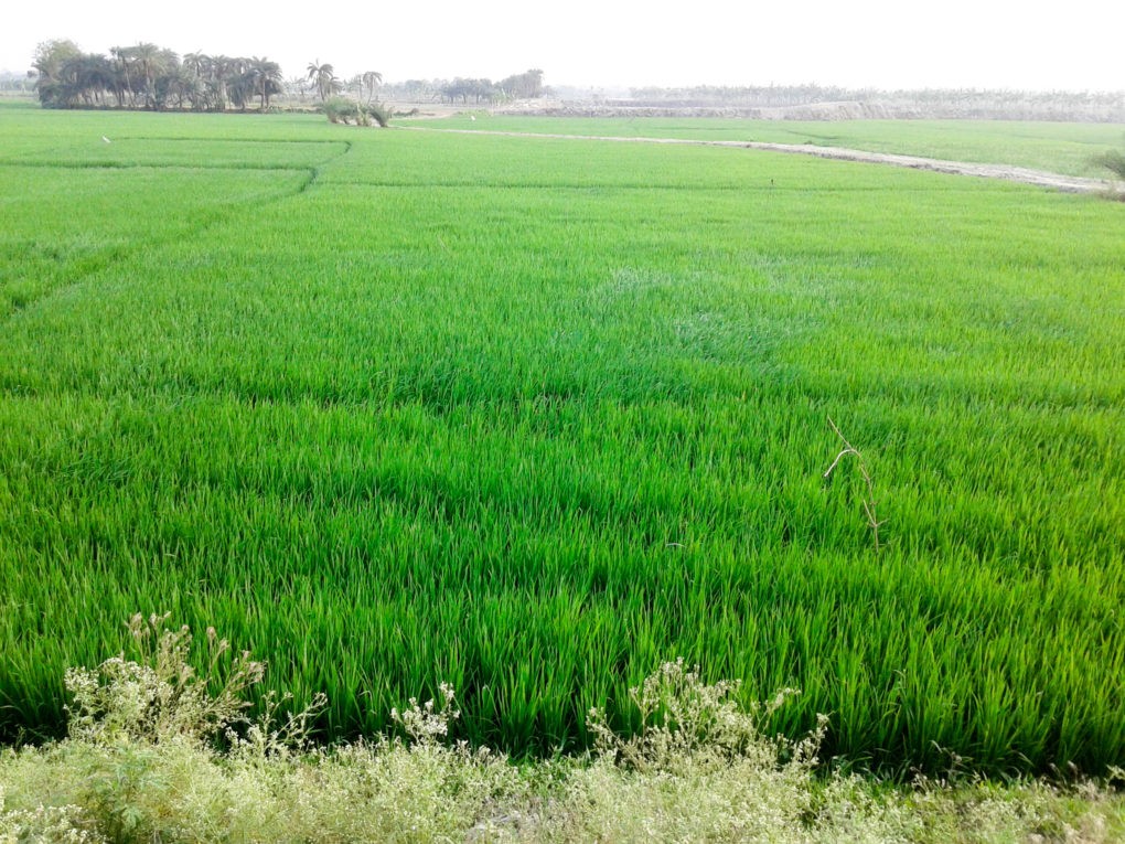 ৬০ বিঘার বেষি কৃষি জমি রাখা যাবেনা মন্ত্রীসভায় খসড়া চূড়ান্ত