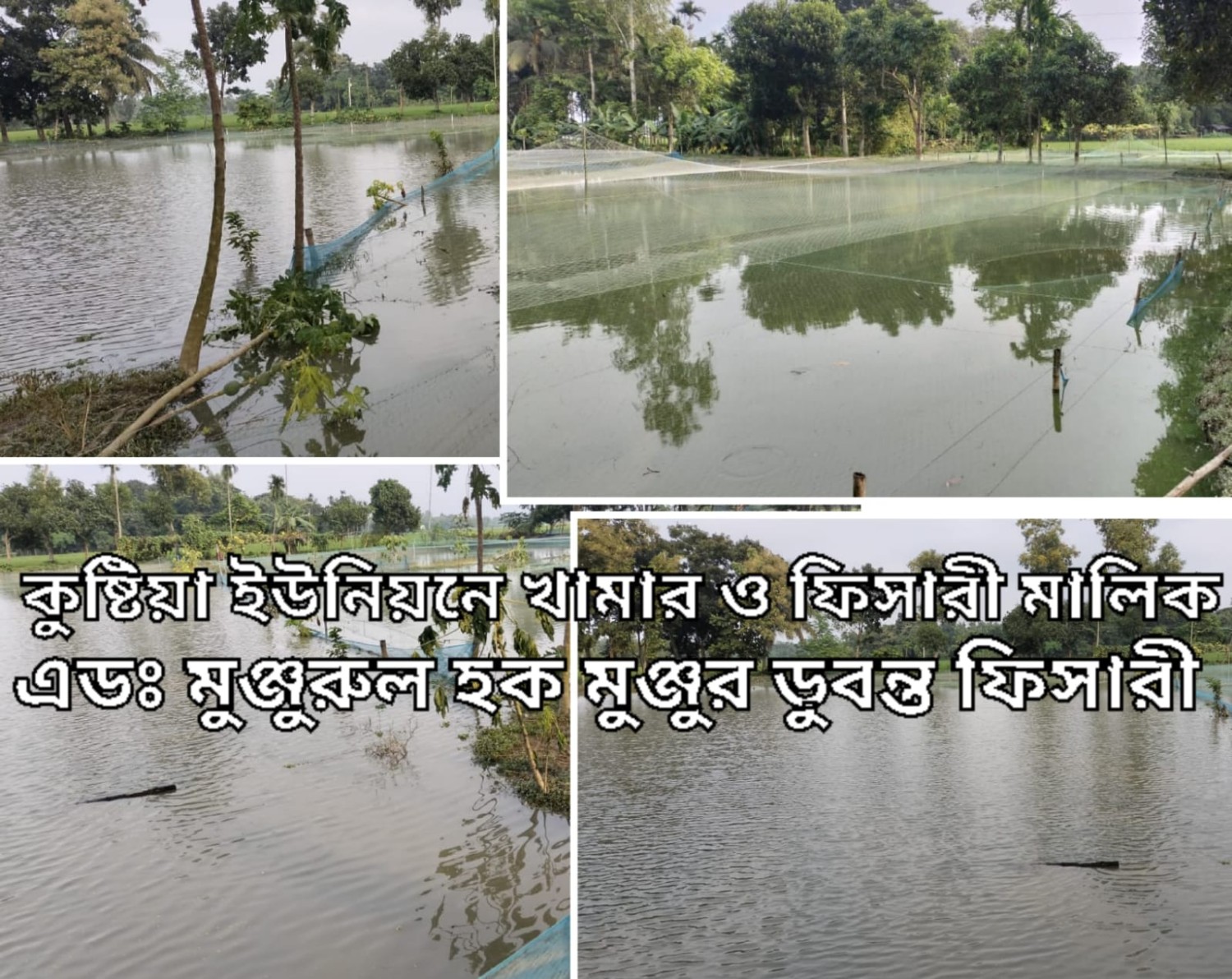 কুষ্টিয়া ইউনিয়নে বৃষ্টিতে প্লাবিত হয়ে ফিসারী মালিক  মুঞ্জুর  ৫০লক্ষাধিক টাকার মাছ ভেসে গেছে,