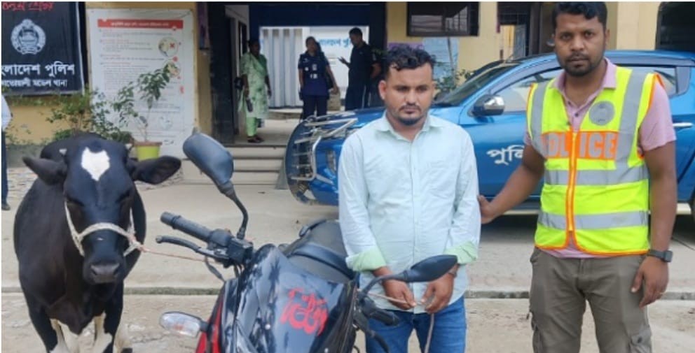 ময়মনসিংহ চোরাই গরু সহ চোর গ্রেফতার করেছে কোতোয়ালি পুলিশ,মালিকের মুখে হাসি